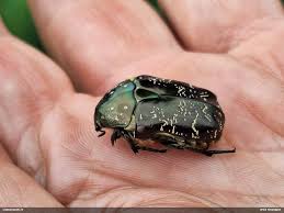 Attēlu rezultāti vaicājumam “Liocola lugubris”