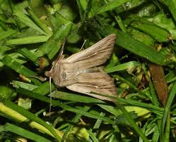 Attēlu rezultāti vaicājumam “Griselda ustomaculana”