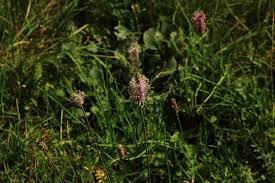 Attēlu rezultāti vaicājumam “Plantago media”