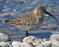 Attēlu rezultāti vaicājumam “Calidris alpina adult”