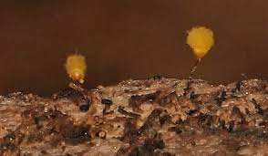 Attēlu rezultāti vaicājumam “Hemitrichia calyculata young”