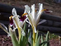 Attēlu rezultāti vaicājumam “Iris rosenbachiana flower”