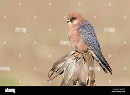 Attēlu rezultāti vaicājumam “Falco vespertinus adult”