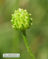 Attēlu rezultāti vaicājumam “Ranunculus bulbosus flower”