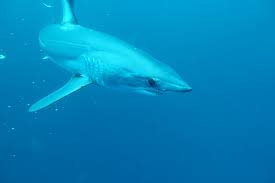 Image result for Isurus oxyrinchus