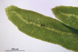 Attēlu rezultāti vaicājumam “Anomodon viticulosus”