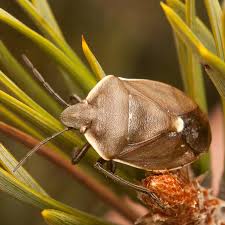 Attēlu rezultāti vaicājumam “Chlorochroa pinicola”