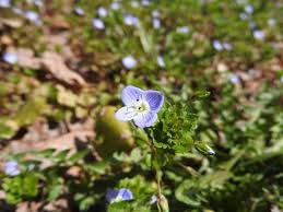 Attēlu rezultāti vaicājumam “Veronica persica”
