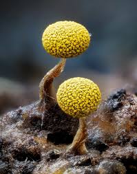 Attēlu rezultāti vaicājumam “Arcyria imperialis spores”