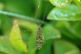 Attēlu rezultāti vaicājumam “Limoniidae”