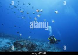Image result for Scuba Skooling