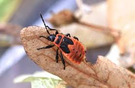 Attēlu rezultāti vaicājumam “Pyrrhocoris apterus nymph”