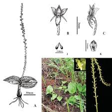 Attēlu rezultāti vaicājumam “Malaxis monophyllos leaf”