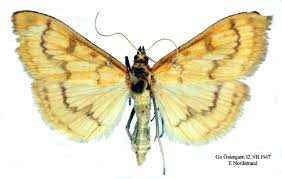 Attēlu rezultāti vaicājumam “Paratalanta hyalinalis”