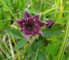 Attēlu rezultāti vaicājumam “Comarum palustre flower”