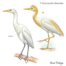 Attēlu rezultāti vaicājumam “Bubulcus ibis”