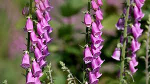 Image result for Fingerhut rot