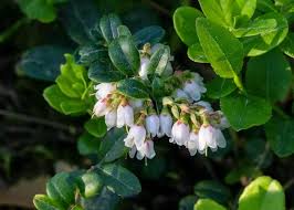 Attēlu rezultāti vaicājumam “Vaccinium vitis-idaea flower”
