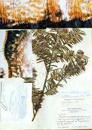 Attēlu rezultāti vaicājumam “Taxus wallichiana”