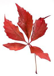 Attēlu rezultāti vaicājumam “Parthenocissus quinquefolia leaf”