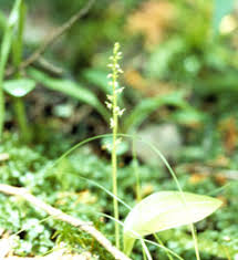 Attēlu rezultāti vaicājumam “Malaxis monophyllos flower”