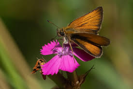 Attēlu rezultāti vaicājumam “Thymelicus lineola underside”
