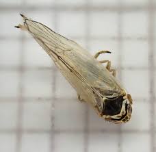 Attēlu rezultāti vaicājumam “Javesella pellucida”