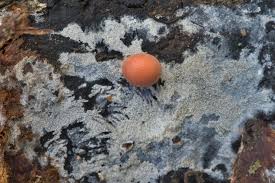 Attēlu rezultāti vaicājumam “Lycogala miserum spores”