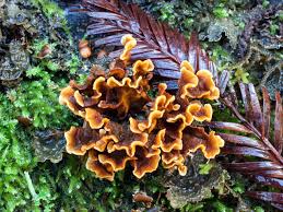 Attēlu rezultāti vaicājumam “Stereum hirsutum”