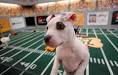 11 Questions You Never Thought to Ask the PUPPY BOWL Ref - The.