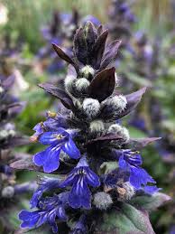 Attēlu rezultāti vaicājumam “Ajuga reptans flower”