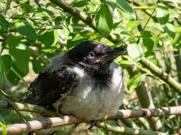 Attēlu rezultāti vaicājumam “Corvus cornix juvenile”