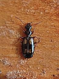 Attēlu rezultāti vaicājumam “Calodromius spilotus”