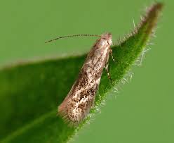 Attēlu rezultāti vaicājumam “Bucculatrix rhamniella”