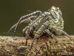 Attēlu rezultāti vaicājumam “Aranei exuvia”