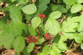Attēlu rezultāti vaicājumam “Rubus saxatilis fruit”