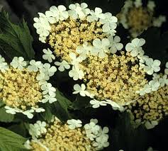 Attēlu rezultāti vaicājumam “Viburnum opulus bud”