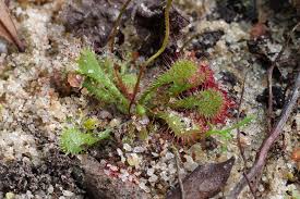 Attēlu rezultāti vaicājumam “Droseraceae”