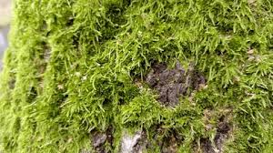 Attēlu rezultāti vaicājumam “Warnstorfia fluitans”