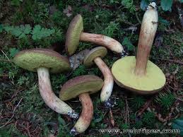 Attēlu rezultāti vaicājumam “Xerocomus subtomentosus”