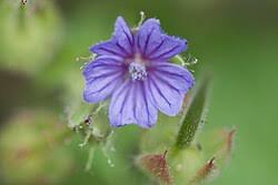 Attēlu rezultāti vaicājumam “Geranium bohemicum”