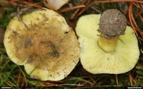 Attēlu rezultāti vaicājumam “Diderma subincarnatum young”