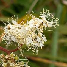Attēlu rezultāti vaicājumam “Filipendula ulmaria”