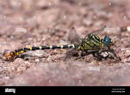 Attēlu rezultāti vaicājumam “Onychogomphus forcipatus”