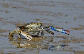 Image result for Callinectes sapidus