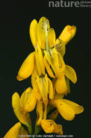Image result for Genista tinctoria