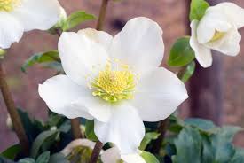Attēlu rezultāti vaicājumam “Helleborus niger flower”