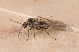 Attēlu rezultāti vaicājumam “Cynips quercusfolii”