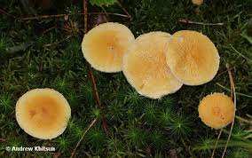 Attēlu rezultāti vaicājumam “Cystoderma amianthinum”