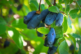 Attēlu rezultāti vaicājumam “Lonicera caerulea var. pallasii fruit”